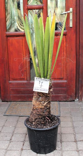 Yucca faxoniana dal - , messico