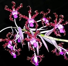 Schomburgkia Myrmecophila