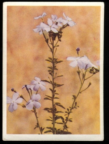 Tobacco card utc our - utc,,