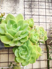 Echeveria – 2 rampolli da