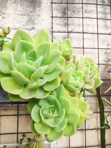 Echeveria rampolli da - echeveria, 2