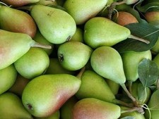 Pianta di Pero: varietà Pera