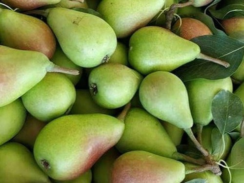 Pianta pero varietà pera - varietà,