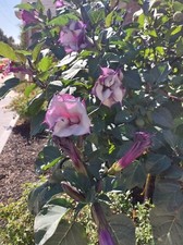Sacred Datura- 20 seeds-
