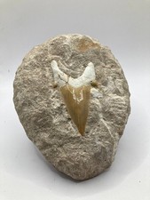 Dente squalo fossile - fossile, otodus