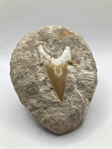 Dente squalo fossile - di,