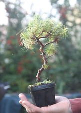 Prebonsai Pino D'aleppo