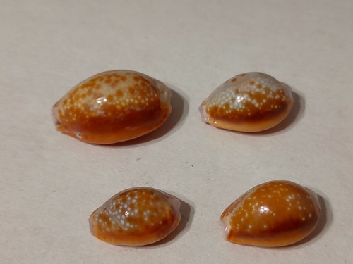 Conchiglia shell cypraea naria - shell,