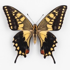 Papilio Machaon Ippocrate
