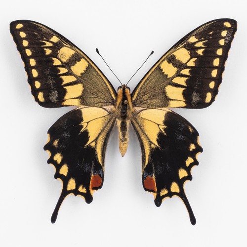 Papilio machaon ippocrate - machaon,