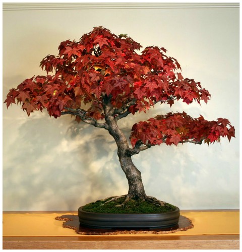 Semi liquidambar - semi, di