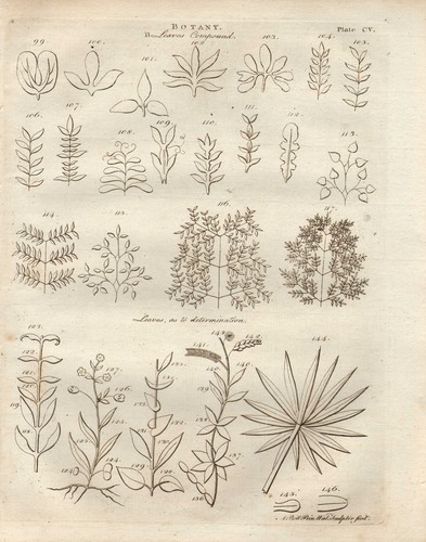 1797 georgian print foglie - 1797,