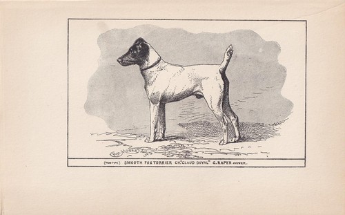 1900 smooth fox terrier stampa - 1900,