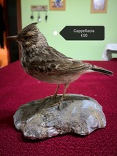 Trofeo Di Caccia Cappellaccia