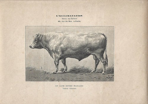 Stampa antica toro razza - stampa,