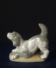 Lovely Cute China Spaniel Dog