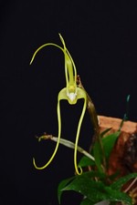 Dendrobium tetragonum var