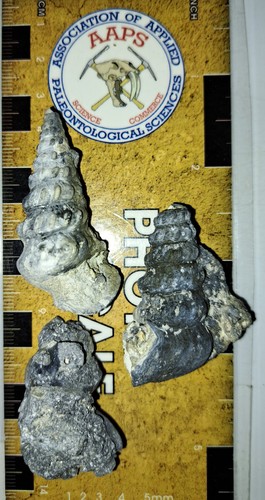 Tre fossili turritella - tre, di
