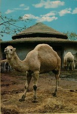 300832 cartolina DI GIARDINO