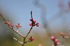 Nikon Ai NIKKOR 85mm F/2