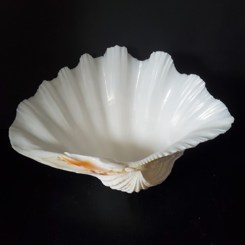 Conchiglia mare gigante - mare,