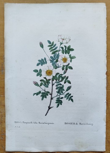 Rosa pimpinelli folia
