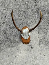 Trofeo caccia esemplare cervo giovane cranio corna tassidermia taxidermy scudo