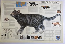 IL GATTO EUROPEO, DI