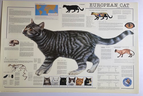 Gatto europeo di - europeo,,