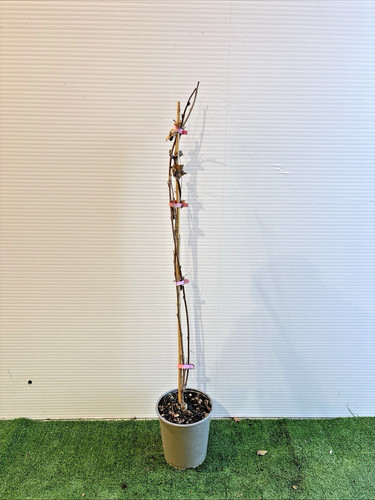 Pianta rampicante glicine - rampicante,