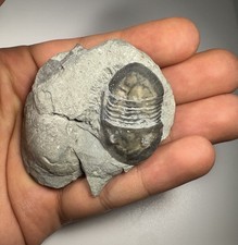 Raro fossile di Isotelus