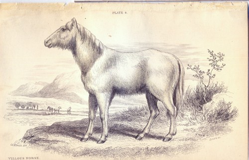 Cavallo villoso jardine - ,