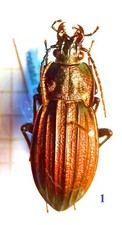 Carabidae, CARABINAE, Carabus
