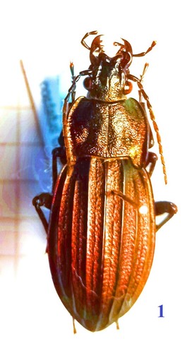 Carabidae carabinae carabus - carabidae,, carabinae,