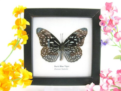 Dark blue tiger vera - dark,