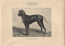 Stampa antica CANE razza POINTER NERO 1894 Antique print dogs