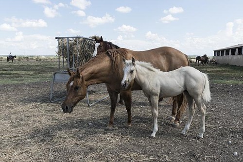 Foto venere texas 2014 - texas,