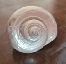 Conchiglia chiocciola