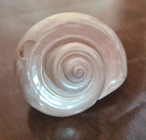Conchiglia chiocciola