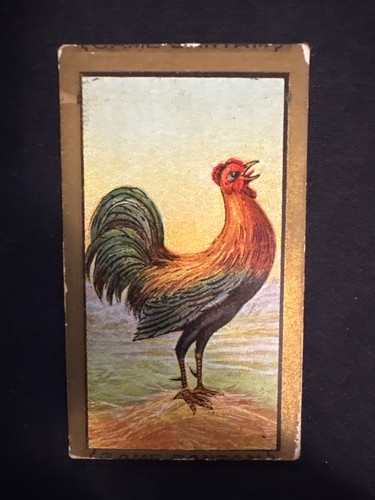 1910 t42 bird series - bird, bordo