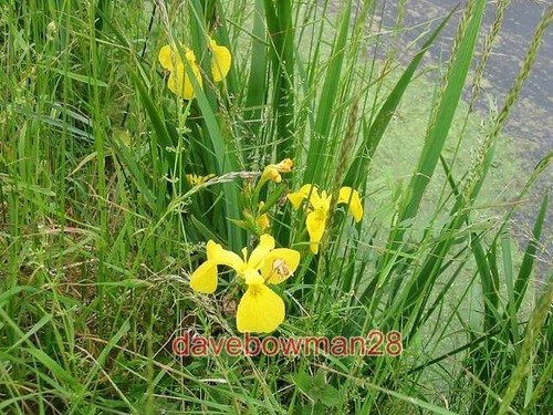 Photo yellow flag iris - flag,