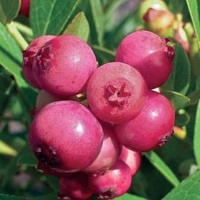 Limonata rosa al mirtillo 2L -