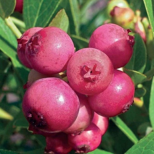 Limonata rosa mirtillo - limonata, 2l