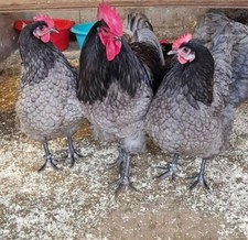 10 x Uova fertili  AUSTRALORP PURA RAZZA BLU E NERA gallina ovaiola ornamentale 