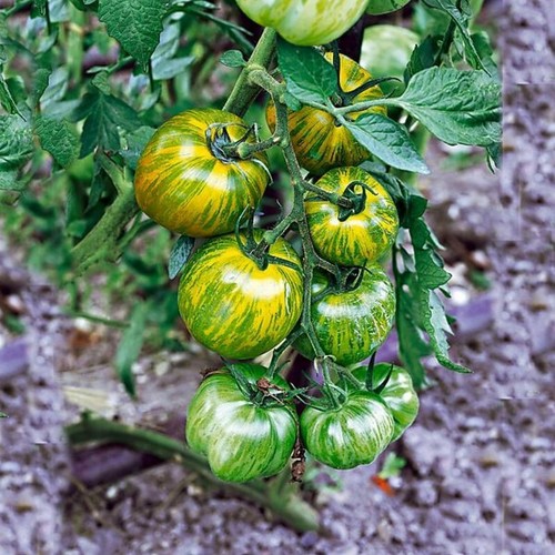 Semi pomodoro smarald - pomodoro, 5+