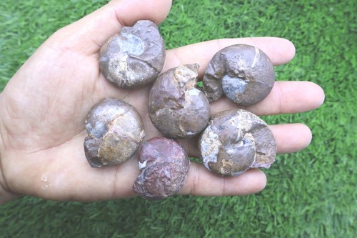 Maenoceras goniatite - pz,