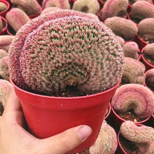Pianta cactus echinocereus - pianta, di