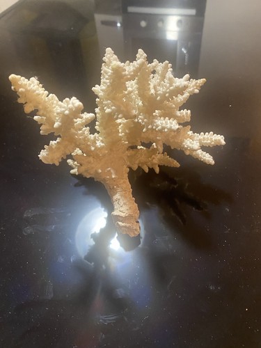 Corallo bianco - corallo,