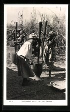 CPA Gambia, Threshing Millet 