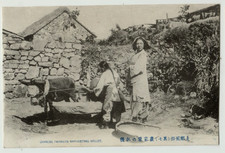 Agricoltori cinesi che raccolgono miglio - Cartolina d'epoca